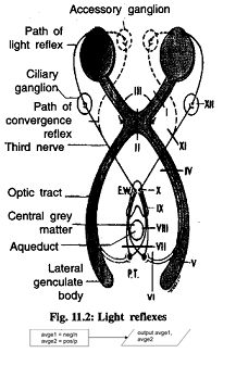 1739_light reflex.png